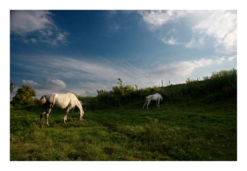 фото "Mistic horses" метки: пейзаж, природа, домашние животные