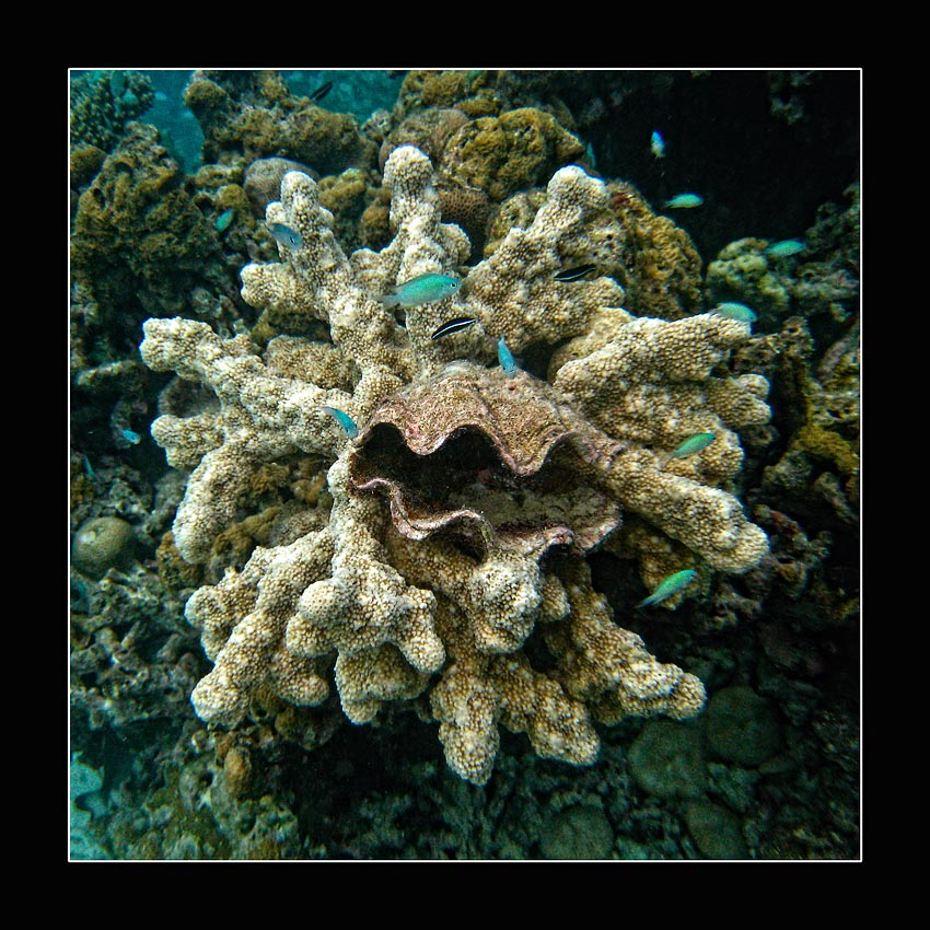 photo "***" tags: underwater, travel, Asia