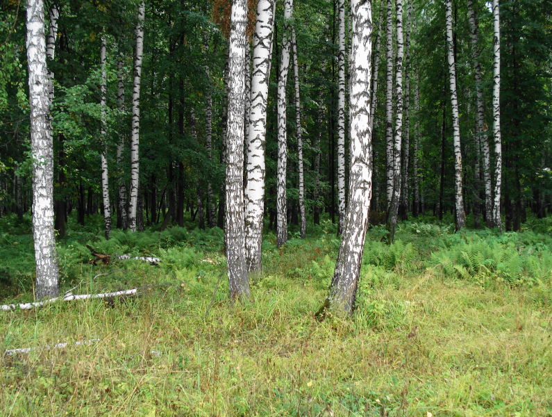 photo "White birches" tags: landscape, forest