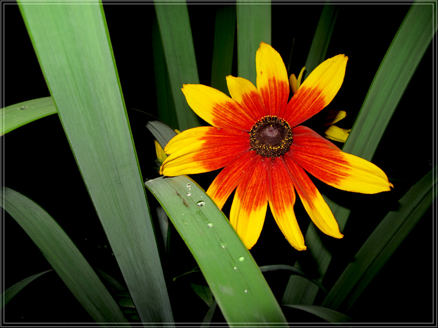 photo "***" tags: nature, macro and close-up, flowers