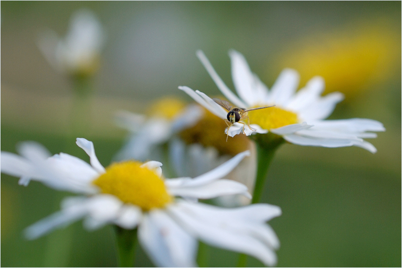 photo "to another..." tags: nature, macro and close-up, insect