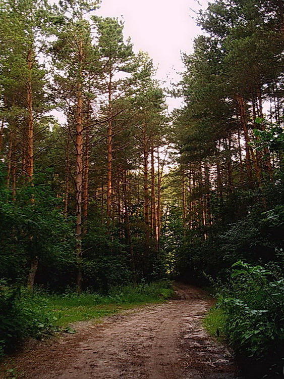 фото "Зачарованный лес" метки: , 