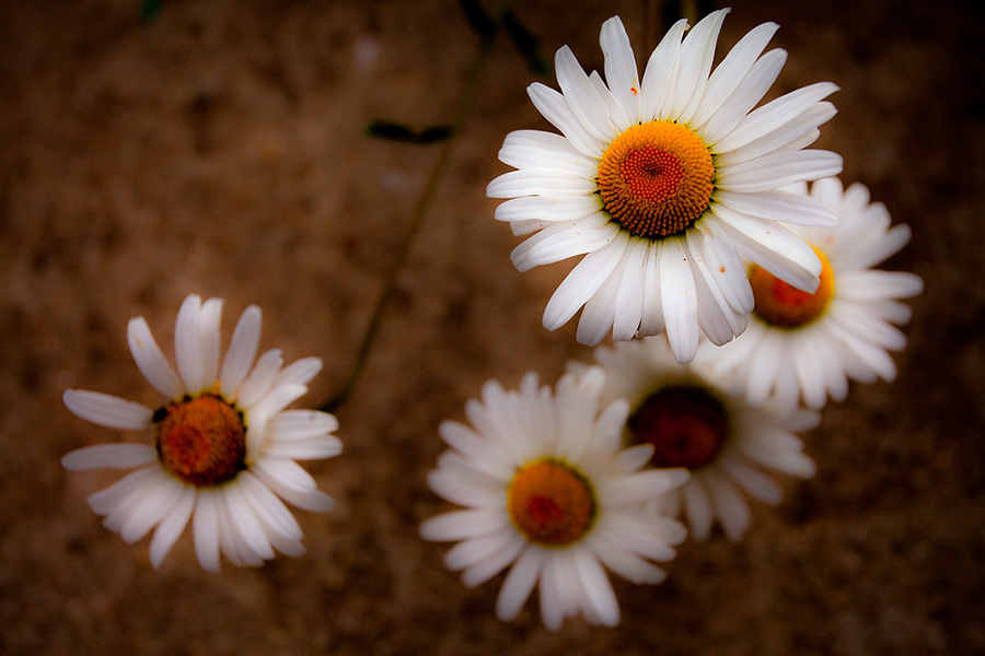 фото "chamomillae" метки: природа, цветы