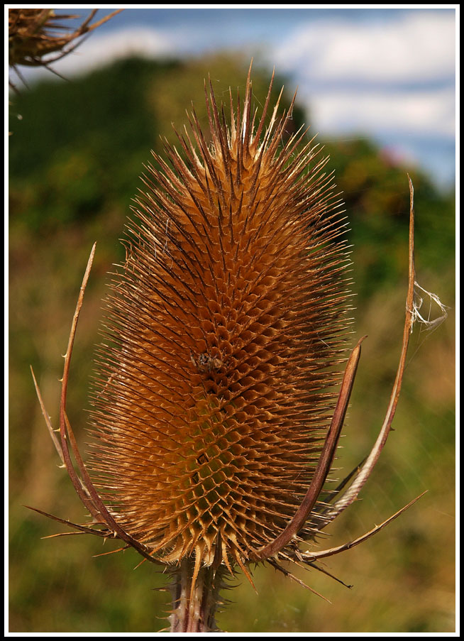 фото "Touch Me..." метки: природа, цветы