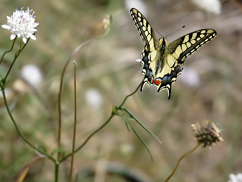 фото "Papilio machaon" метки: природа, насекомое