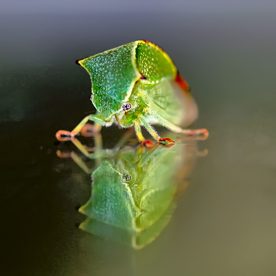 photo "Buyvolovidnaya leafhoppers, leafhoppers Mordellid" tags: nature, macro and close-up, insect