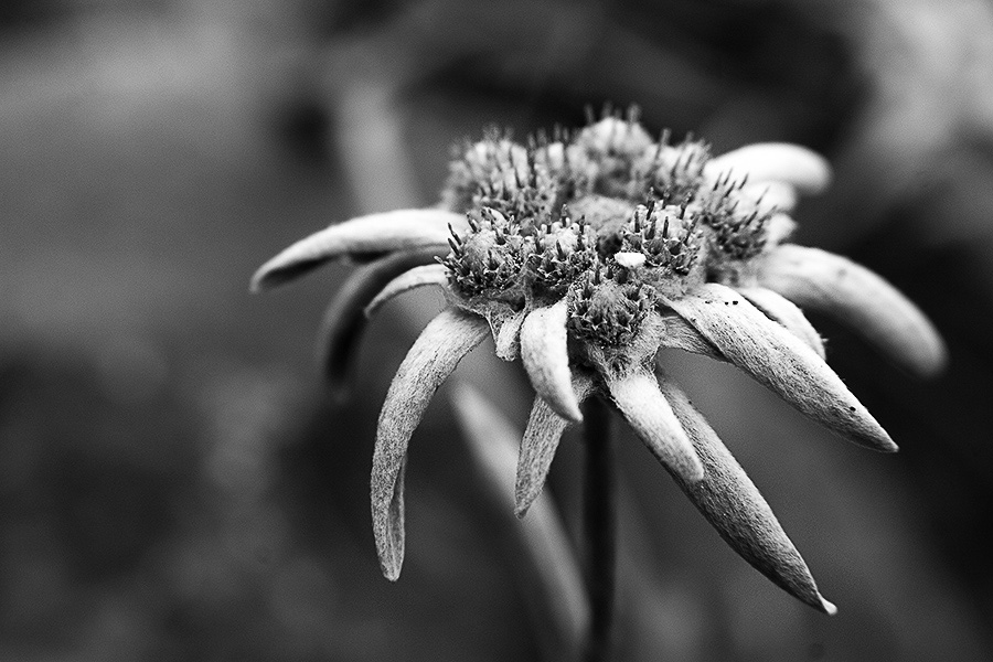photo "***" tags: , 
