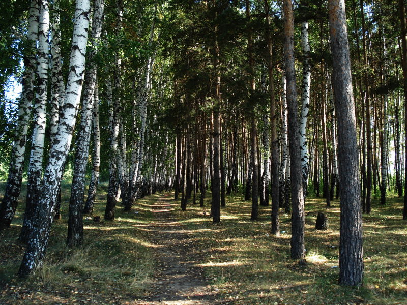 photo "Path" tags: landscape, forest