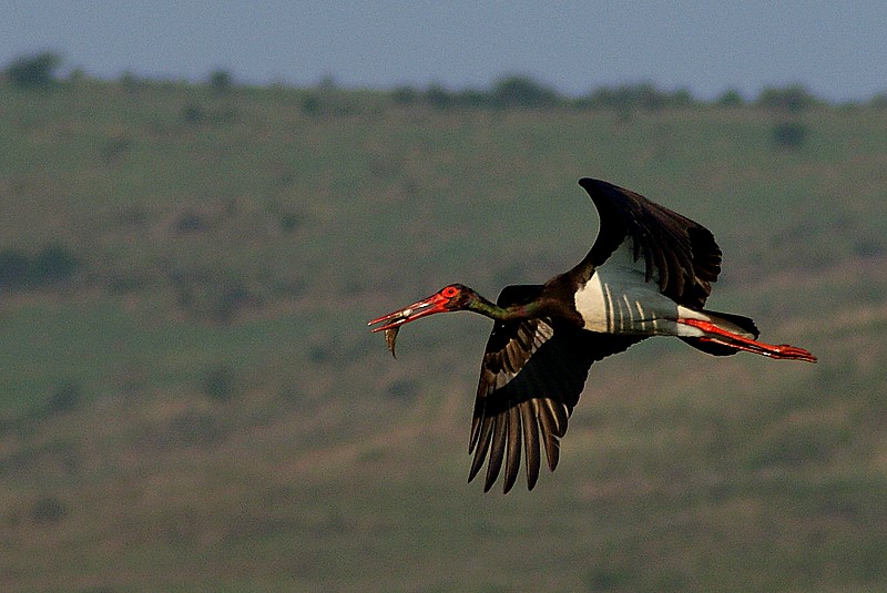 photo "ciconia nigra" tags: nature, 