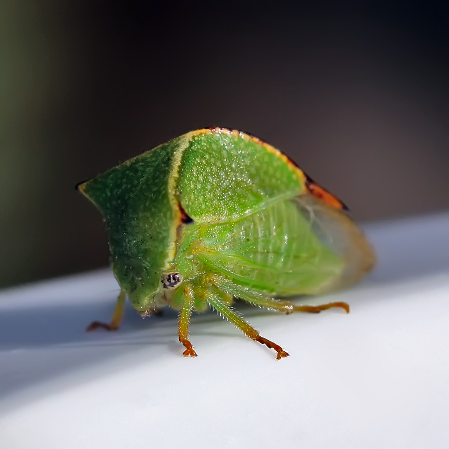фото "Еще одна цикадка-горбатка" метки: природа, макро и крупный план, насекомое