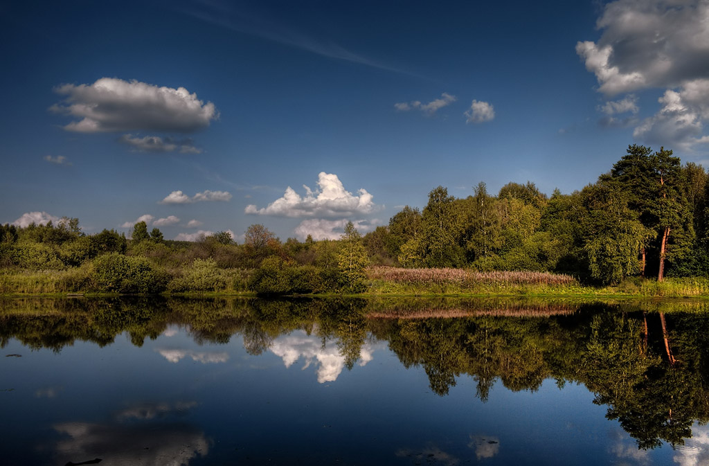 photo "***" tags: landscape, forest