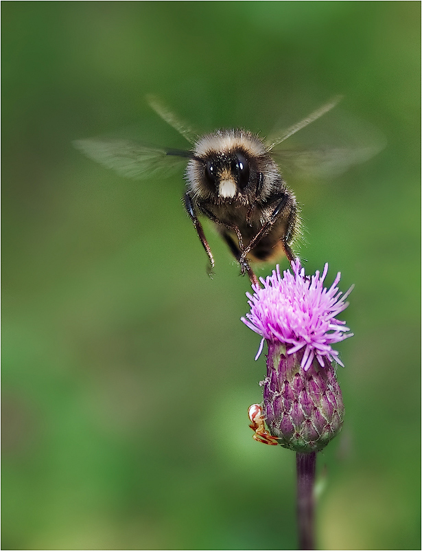 photo "***" tags: macro and close-up, 