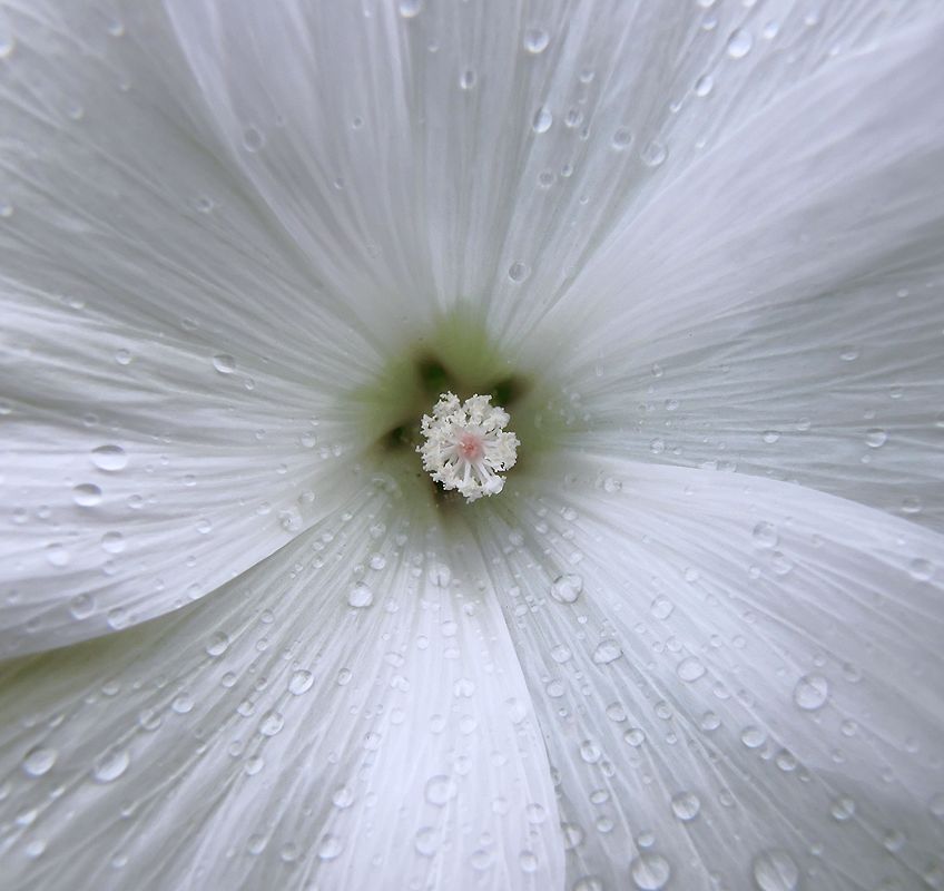 photo "***" tags: macro and close-up, nature, flowers