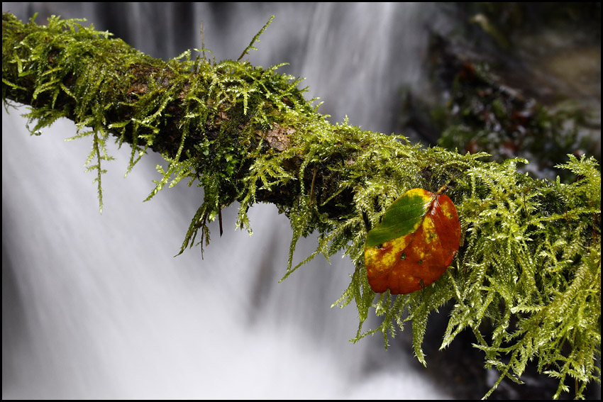 photo "Fall impresions II" tags: nature, macro and close-up, 