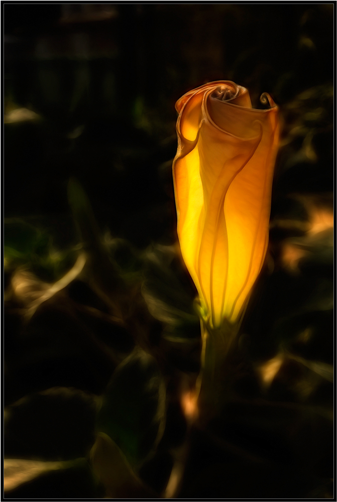 фото "фонарик" метки: природа, цветы