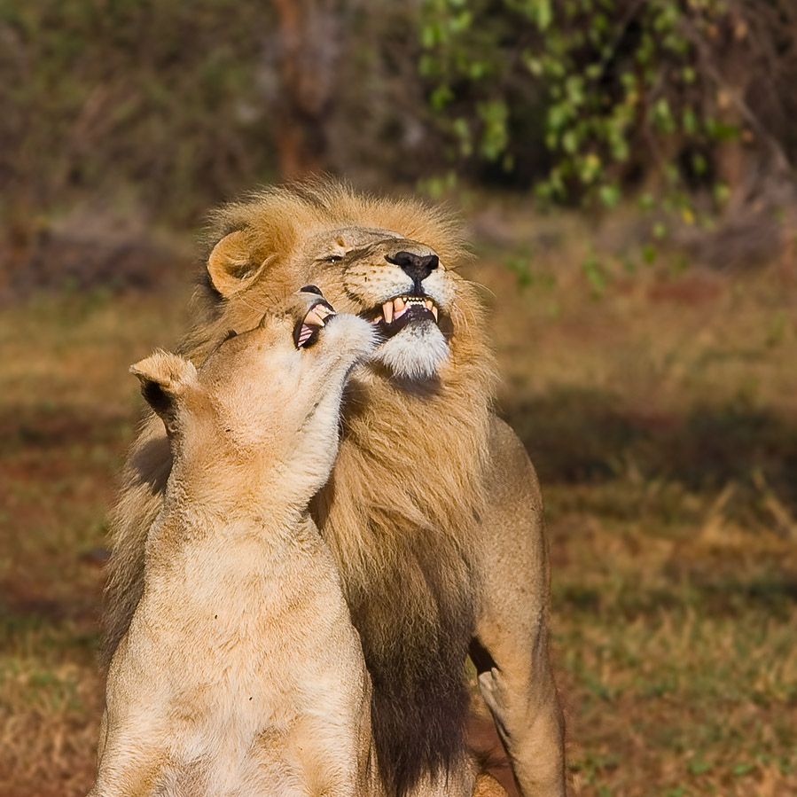 photo "Say "Cheese", darling!" tags: nature, travel, Africa, wild animals