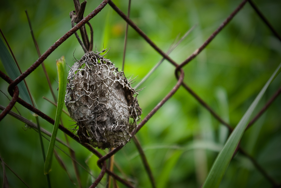 photo "All that remains from you..." tags: nature, flowers