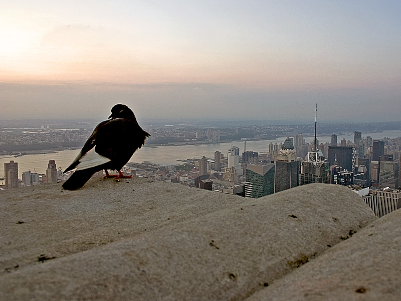 photo "Sunrise in New York" tags: travel, North America