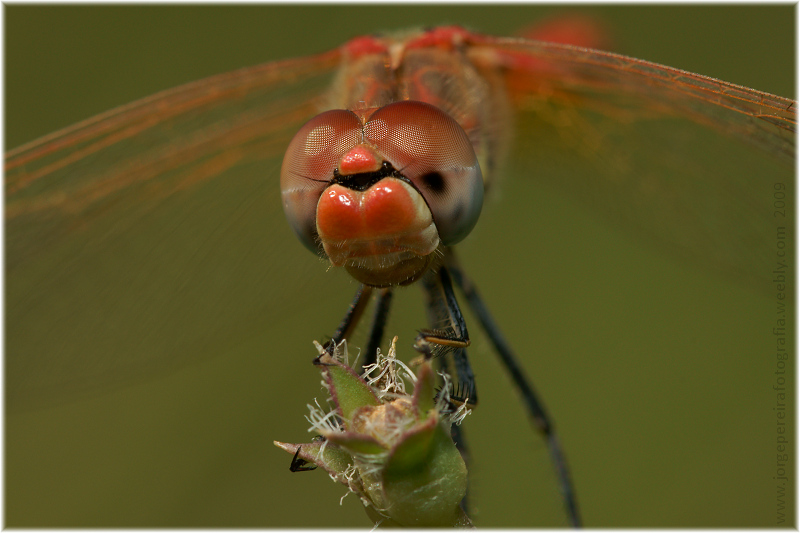 photo "Southern Darter" tags: macro and close-up, nature, insect