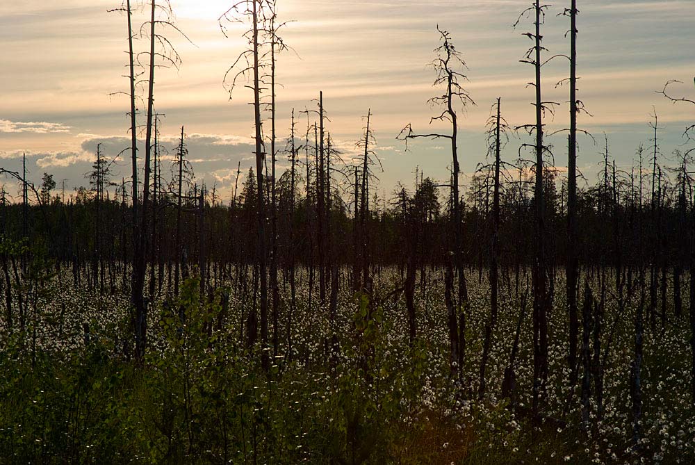 photo "there on unknown paths..." tags: landscape, fragment, sunset