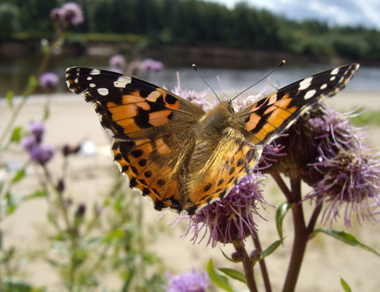 фото "Butterfly" метки: природа, насекомое