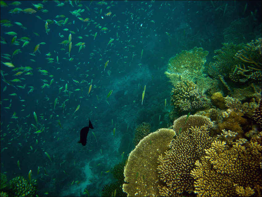 photo "***" tags: underwater, travel, Asia