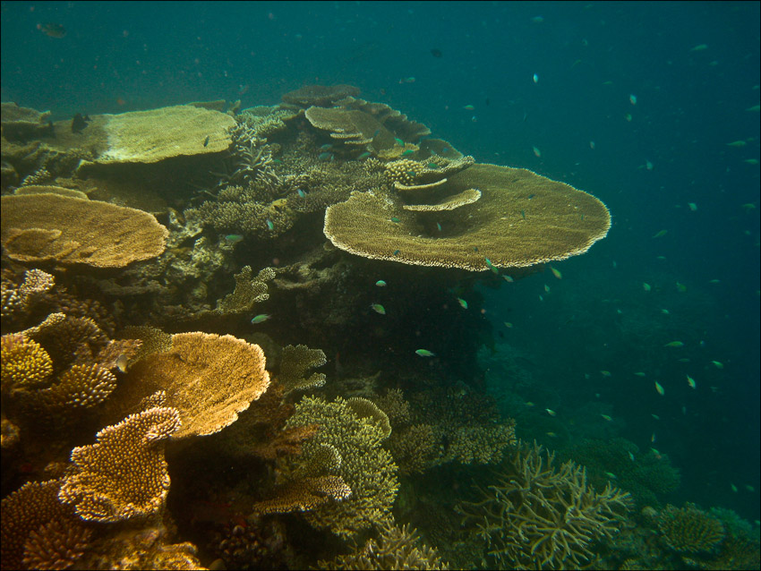 photo "***" tags: underwater, travel, Asia