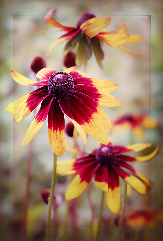 photo "***" tags: nature, flowers