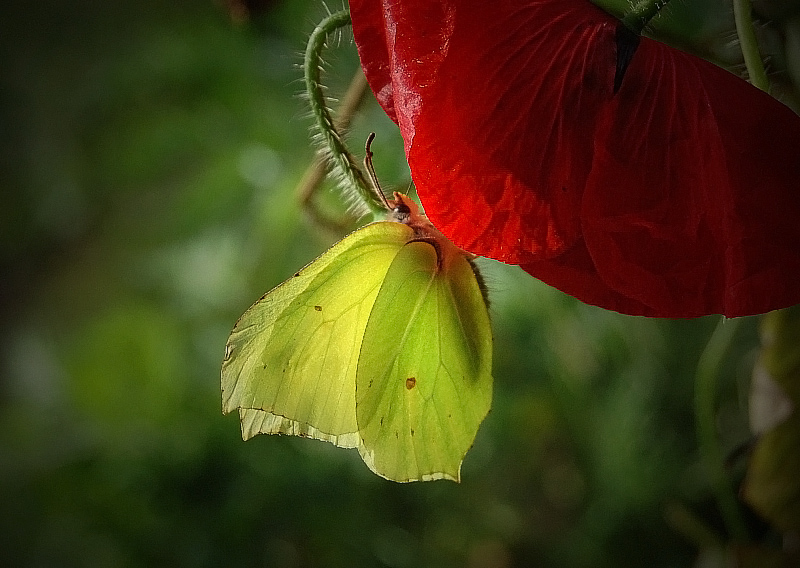фото "Прощальный поцелуй после жаркого лета" метки: природа, насекомое, цветы