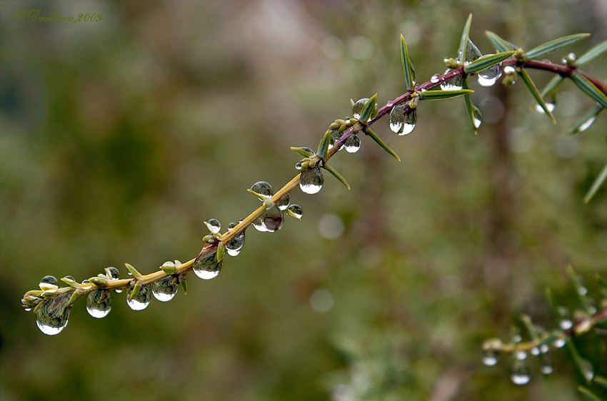 фото "После дождя" метки: природа, макро и крупный план, цветы