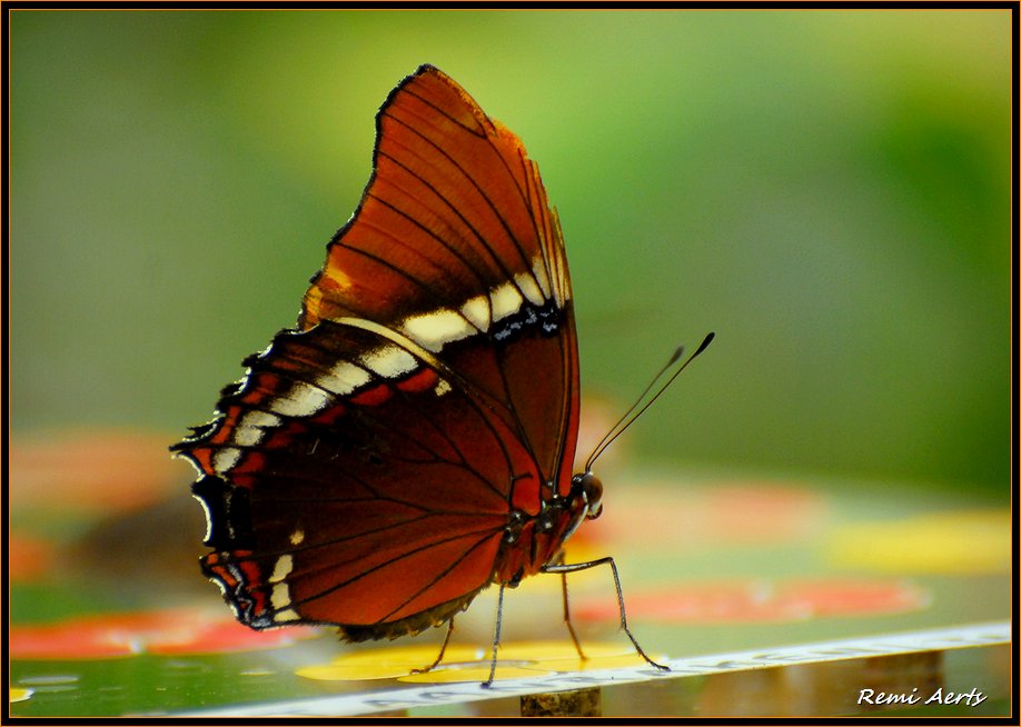 photo "***" tags: nature, macro and close-up, insect