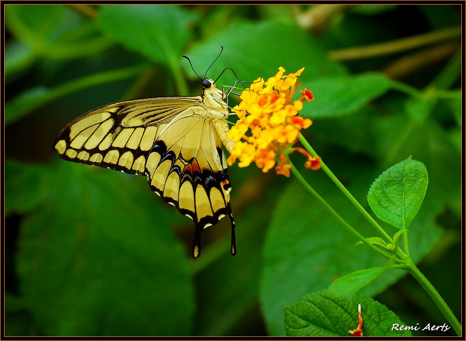 photo "hungry ?" tags: nature, macro and close-up, insect