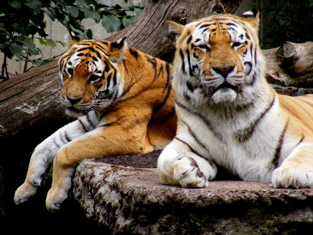 photo "Amur tiger." tags: nature, pets/farm animals