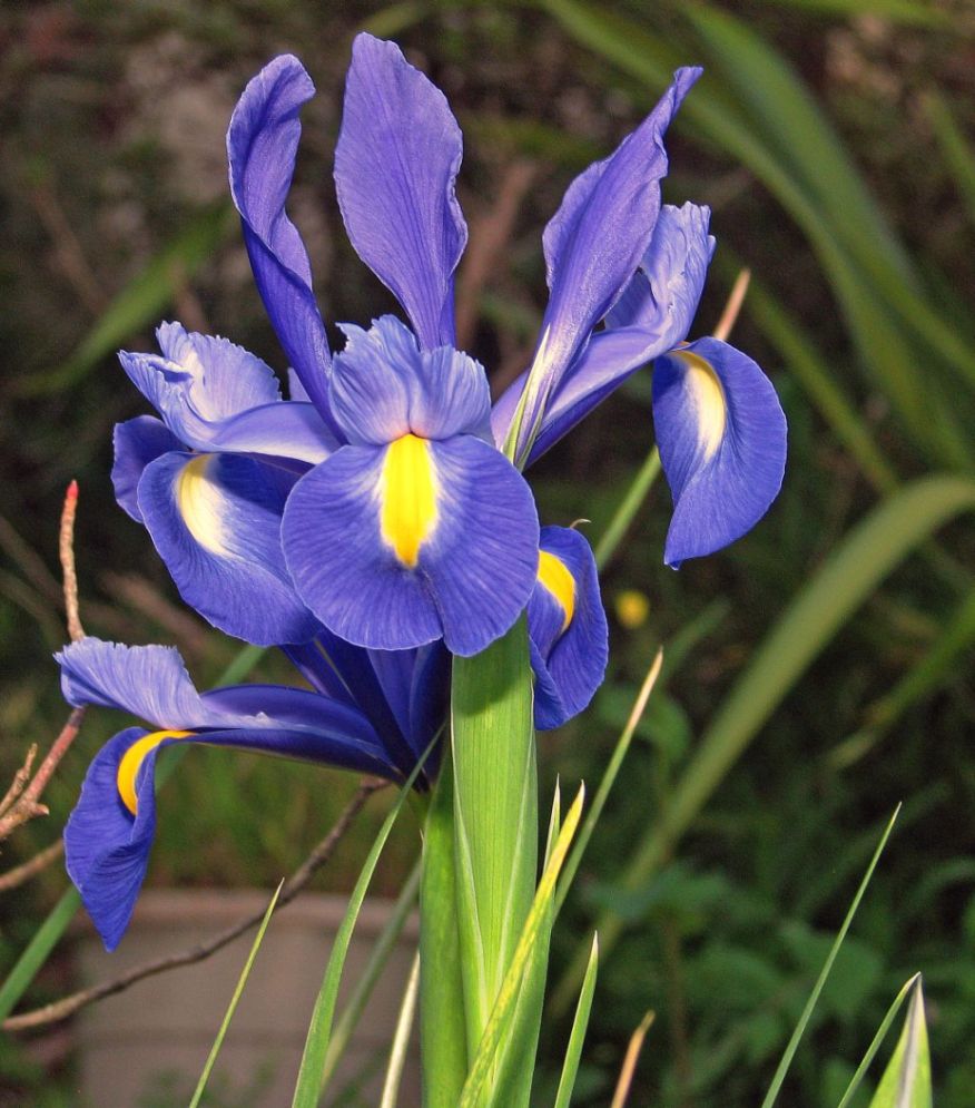 photo "Spring Iris." tags: nature, flowers
