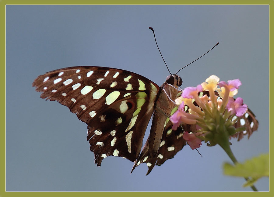 photo "***" tags: nature, insect