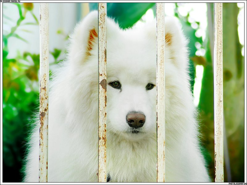 photo "watch a freedOm" tags: nature, pets/farm animals