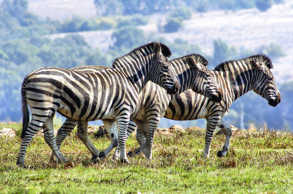 photo "Zebras after bush fire" tags: nature, wild animals