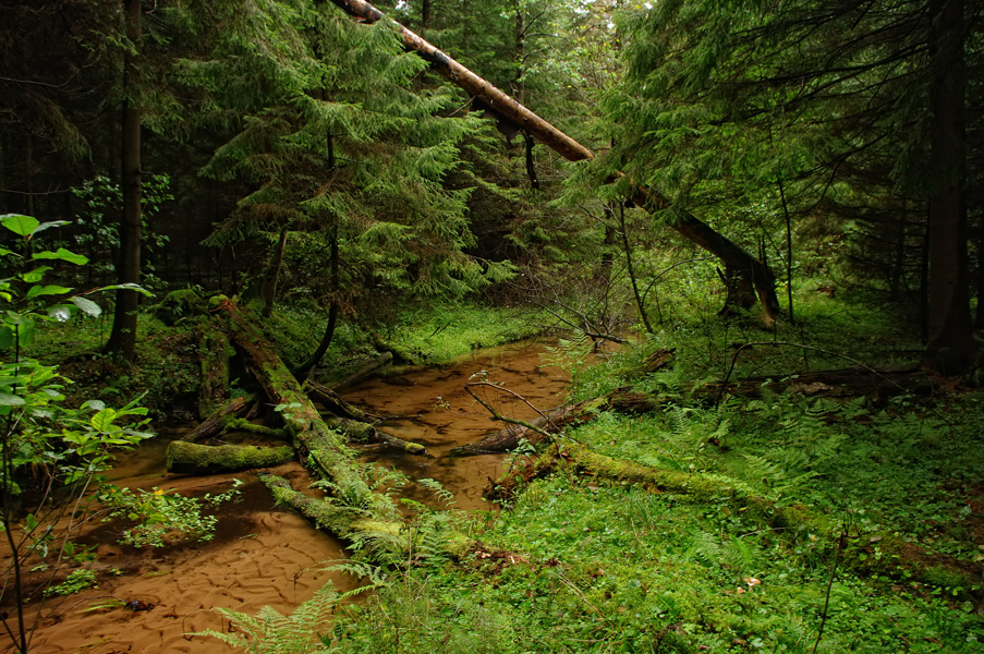 photo "***" tags: landscape, forest