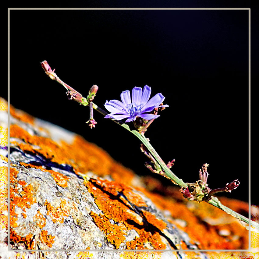 photo "Wild chicory" tags: nature, flowers