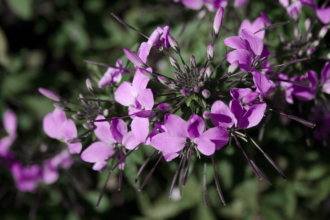 photo "***" tags: nature, flowers