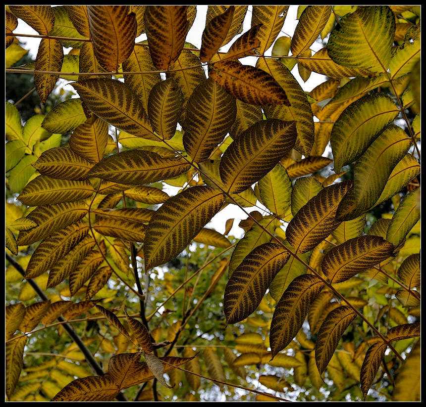 photo "my birthday))" tags: nature, landscape, autumn, flowers