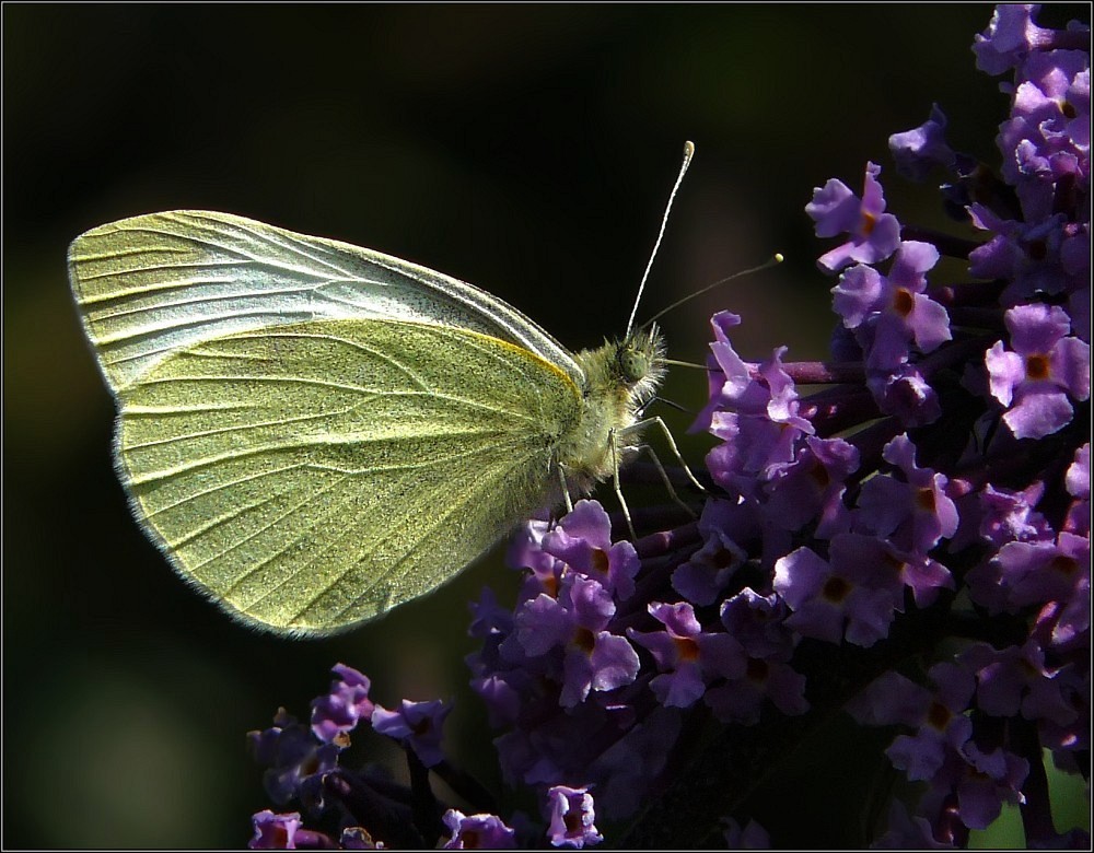 photo "The Sweet Lover" tags: macro and close-up, nature, insect