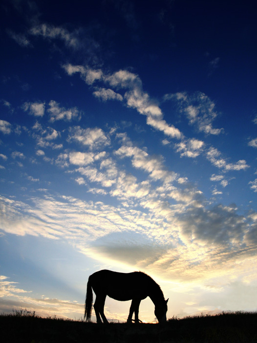 фото "про маленькую лошадку со связанными ногами на фоне вечернего неба" метки: пейзаж, жанр, 