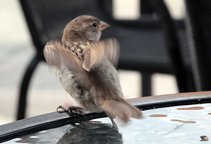 photo "Non-Russian sparrow III in Canada I" tags: nature, wild animals