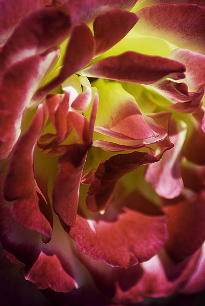 photo "Firestarter" tags: nature, flowers