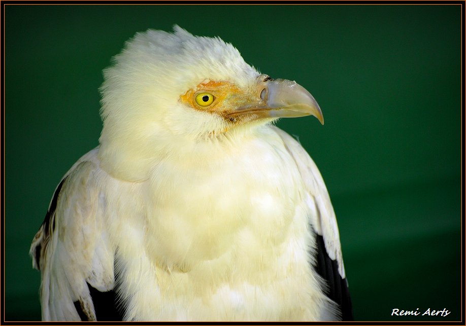 photo "the hunter" tags: nature, macro and close-up, wild animals