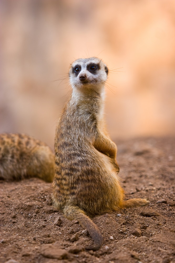 photo "Who called me?" tags: nature, portrait, wild animals