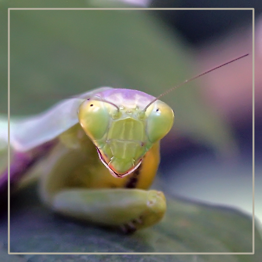 photo "Mantis Kazantipsky" tags: nature, macro and close-up, insect