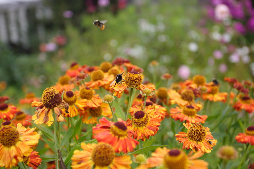 фото "Цветничек с пчелами..." метки: природа, цветы