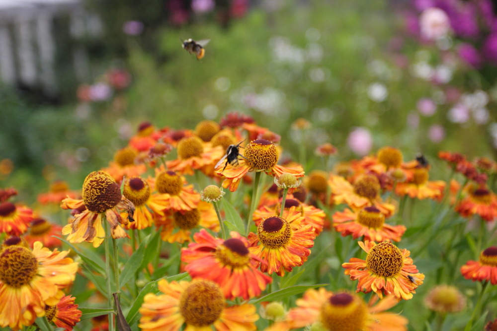 photo "***" tags: nature, flowers